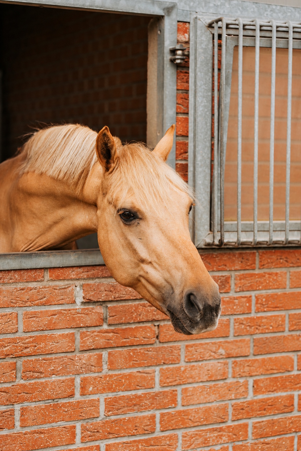 Světlý kůň vykukující z boxu ve stáji Horse Academy